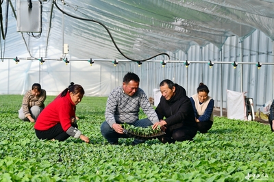阜南田間煥新機 農技服務進大棚，科技賦能助振興
