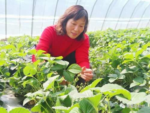 科技賦能田野，點亮現代農業新希望——專訪青島市農業技術推廣協會會長、九龍山合作社理事長李春花